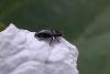 303987 – Photo : Gerard VIGO – France (45)